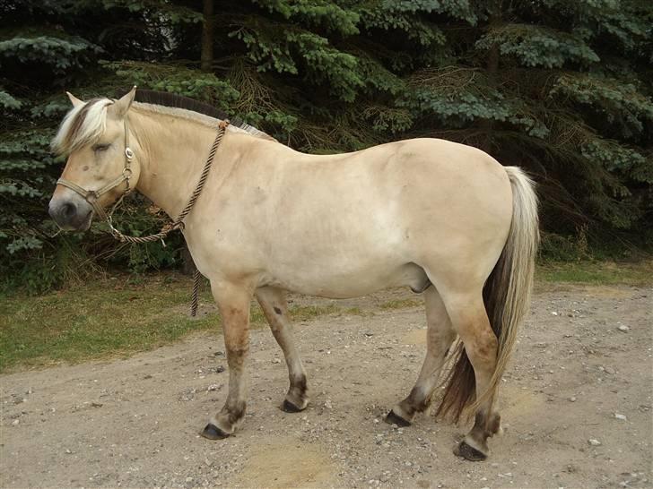 Fjordhest Bjarne - aflivet :o( - august 09´. Nyklippet, og næsten ren!! Men man kan ikke rigtig se frisuren fordi der er for mørk baggrund.  billede 7