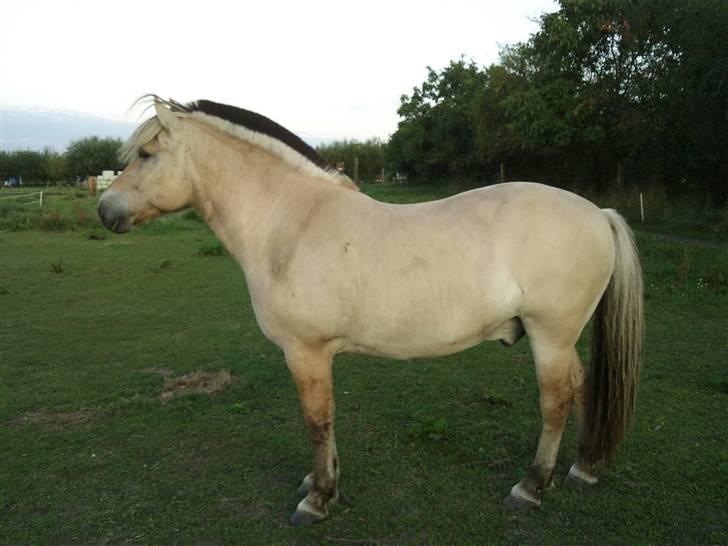 Fjordhest Bjarne - aflivet :o( - Har fået øje på noget? eller også ved han at jeg er på vej ned for at åbne for græsset. billede 8