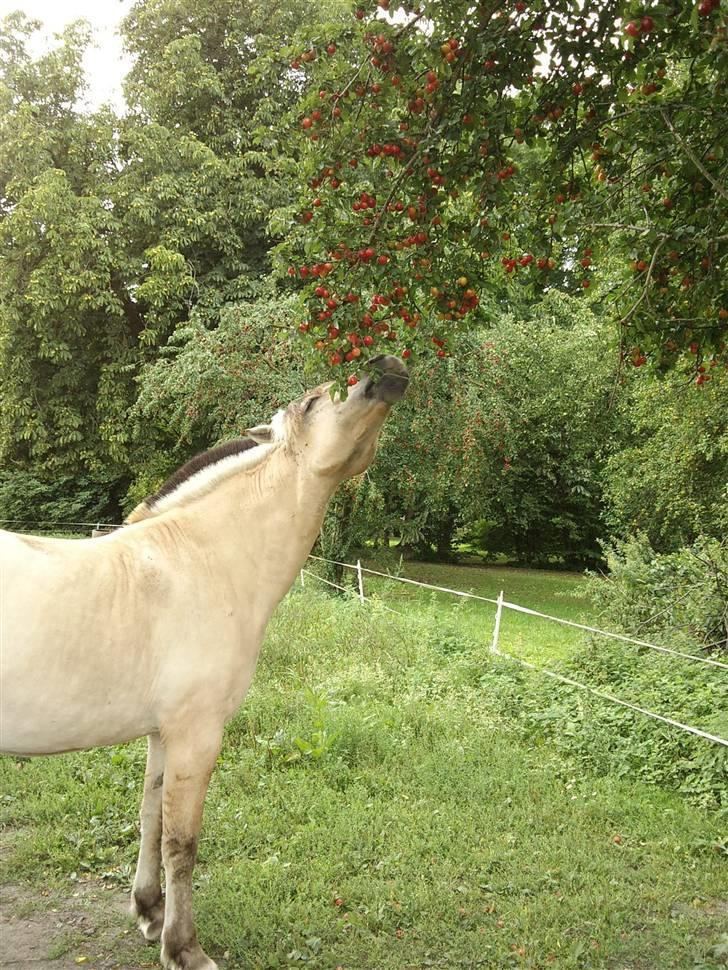 Fjordhest Bjarne - aflivet :o( - Et helt hegn bare med mirabeller mmm :o) Alle træer er klippe af i samme højde = Bjarne højde billede 9