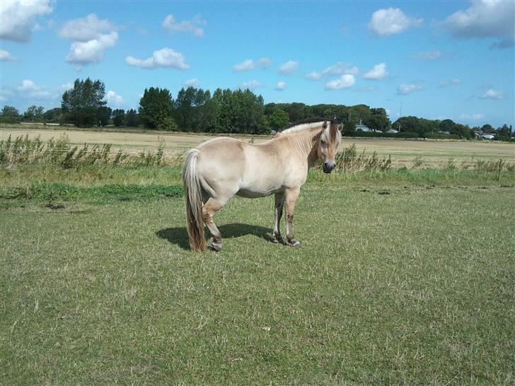Fjordhest Bjarne - aflivet :o( billede 10