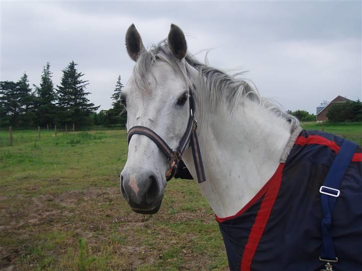 Welsh Pony (sec B) Bohemo Idol (Solgt) billede 8