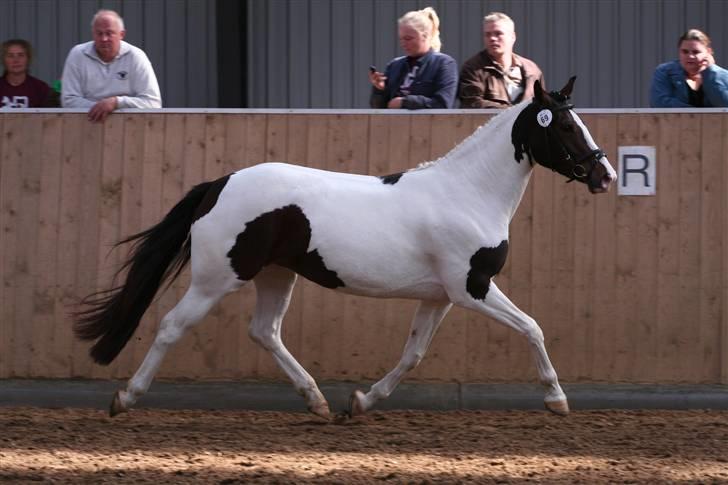 Pinto Casandra - fra kårring taget af hh foto billede 8