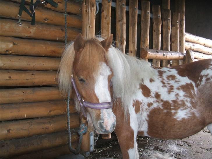 Shetlænder Lille Rasmine  billede 9