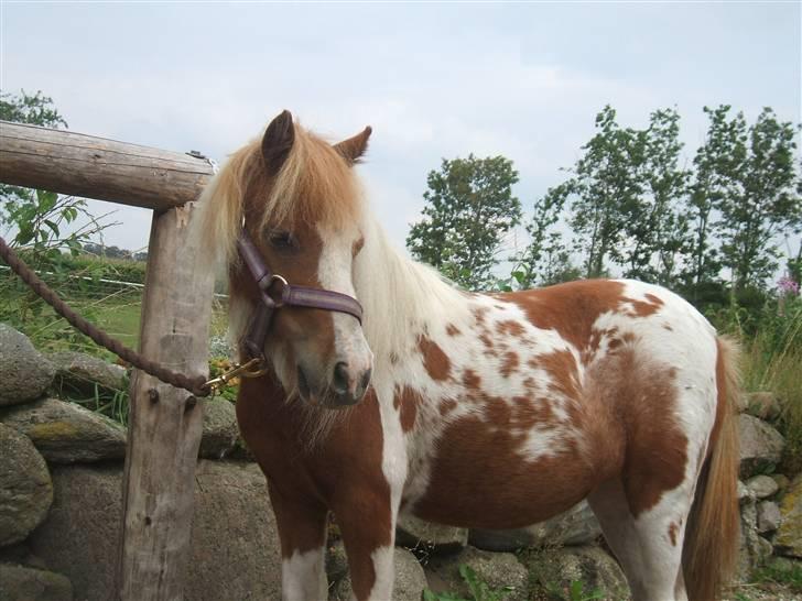Shetlænder Lille Rasmine  billede 10
