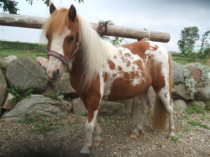 Shetlænder Lille Rasmine  billede 11