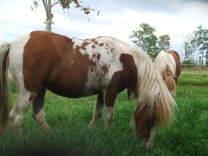 Shetlænder Lille Rasmine  billede 12