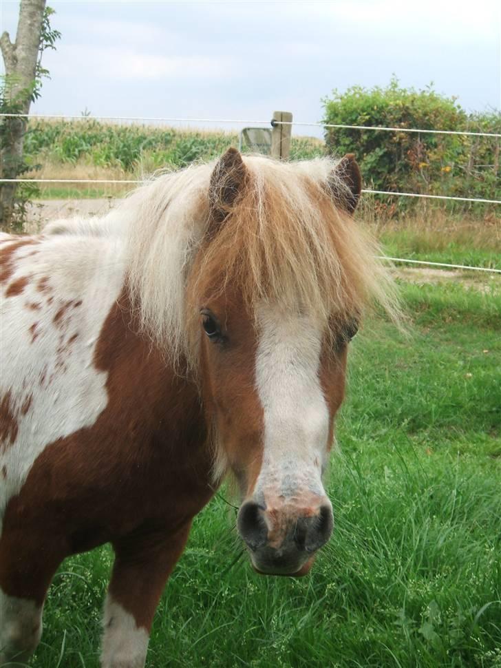 Shetlænder Lille Rasmine  billede 13