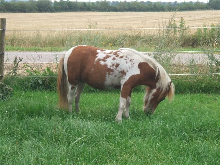 Shetlænder Lille Rasmine  billede 14