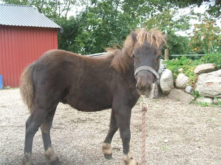 Shetlænder Lille Ups  billede 11