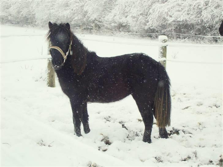 Anden særlig race  # Musse #  - 16-12-2009, Herligt med noget sne syntes Musse. billede 4