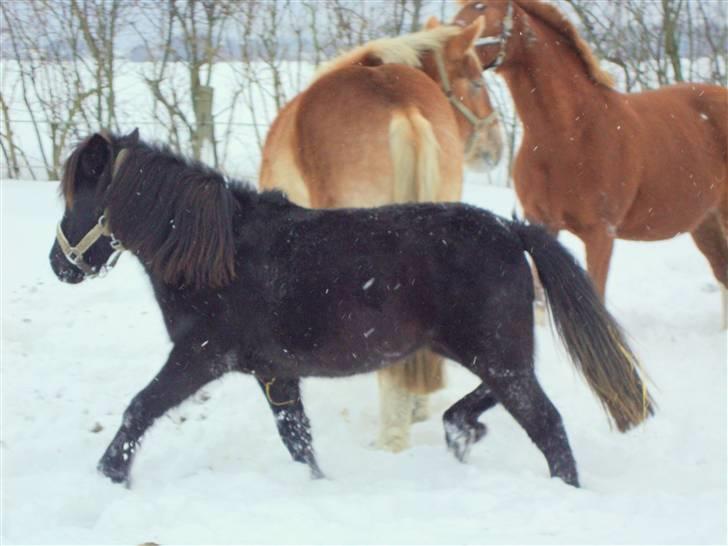 Anden særlig race  # Musse #  - 20-12-2009  Herligt med det sne syntes Musse billede 6