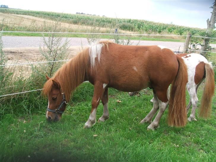 Shetlænder Mini Max  billede 9