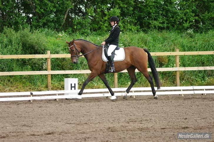 Dansk Varmblod Zaro R.I.P <3 - Første stævne. jeg har haft hende i en mdr(: <3 billede 11