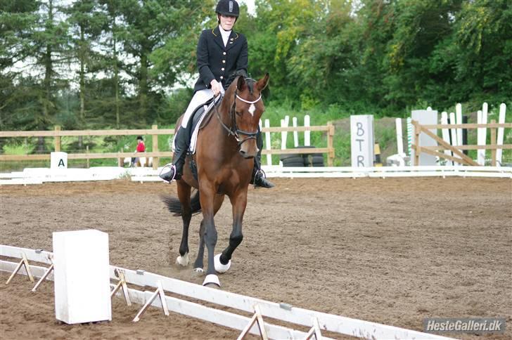 Dansk Varmblod Zaro R.I.P <3 - Første stævne. jeg har haft hende i en mdr(: <3 billede 12