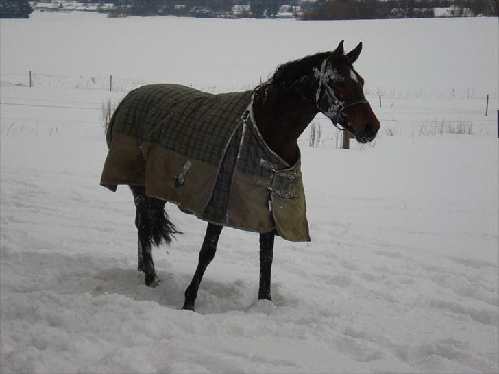 Dansk Varmblod Zaro R.I.P <3 - Smukke Zaro! Eeeeeelsker dig! billede 13