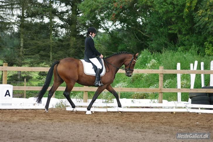 Dansk Varmblod Zaro R.I.P <3 - Første stævne. jeg har haft hende i en mdr(: <3 billede 14