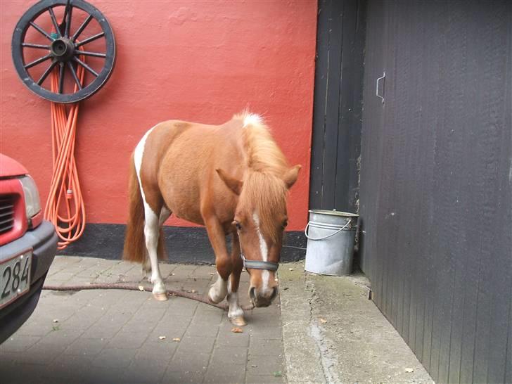Shetlænder Mini Max  - Jeg går lige en tur.... billede 10