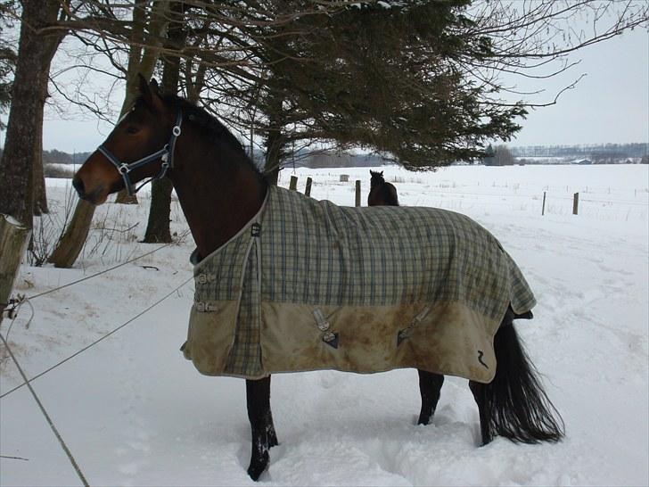 Dansk Varmblod Zaro R.I.P <3 - Er hun ikke smuk!? åhe hun smælter mit hjerte! billede 15