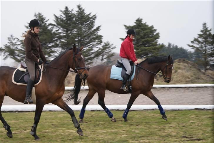 Dansk Varmblod Zaro R.I.P <3 - Amalie på Tonado og mig på Zarudischa!(Zaro med det blå udstyr på) Elsker jer alle 3:D<3 billede 16
