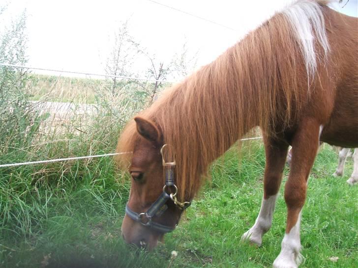 Shetlænder Mini Max  billede 11