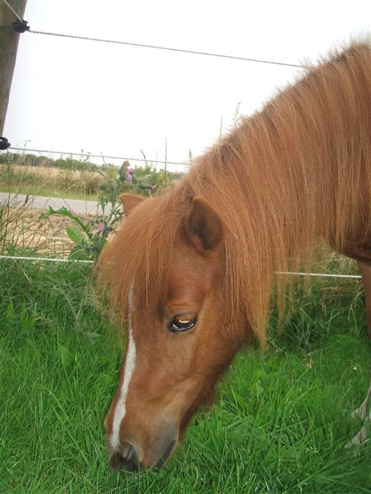 Shetlænder Mini Max  billede 12