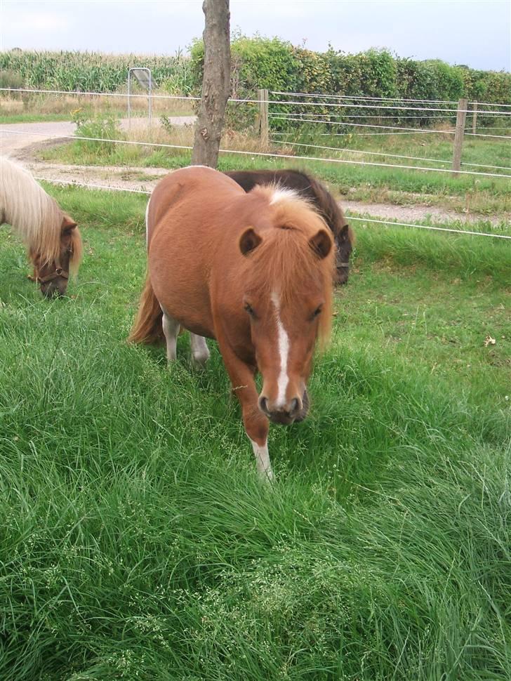 Shetlænder Mini Max  billede 13