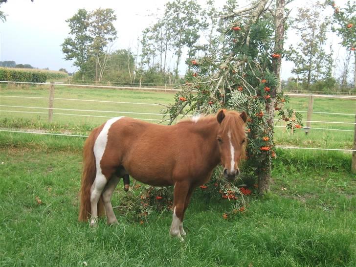 Shetlænder Mini Max  - er jeg ik bare en flot fyr :) billede 14