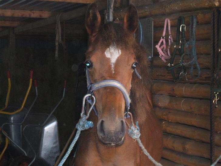 Anden særlig race La Bella billede 15