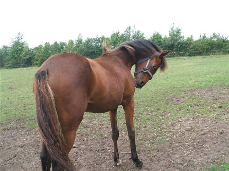 Anden særlig race La Bella - åh hvad sker der lige der?... tror det klør :) billede 16