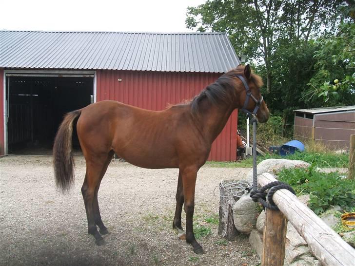 Anden særlig race La Bella billede 17