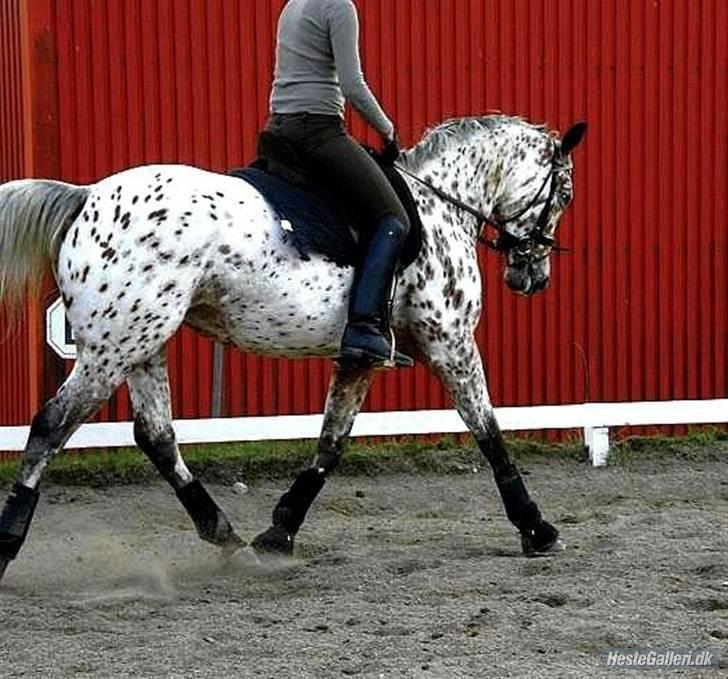 Knabstrupper *FLYING  VENDETTA* - foto: team schade.  Bissen på sjælland billede 11