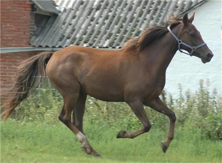 Pinto GANTRUP LISA - foto: JB sport arabians.   Lisa nyder sommeren billede 11