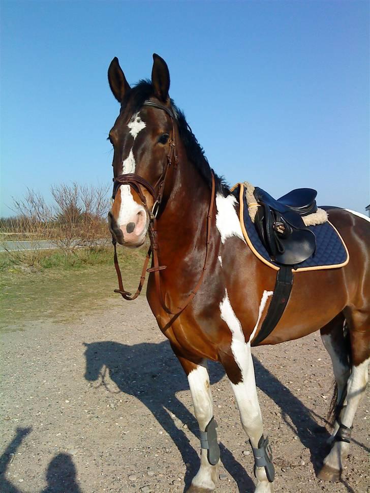 Barockpinto Whyomi billede 1