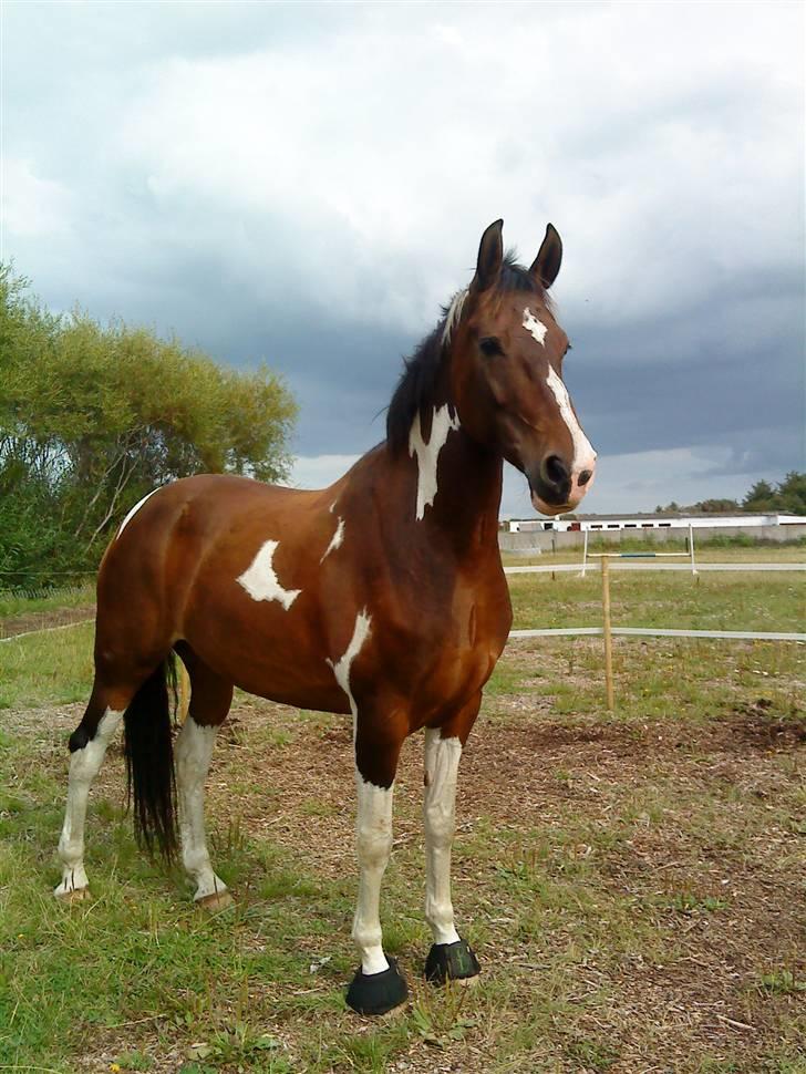 Barockpinto Whyomi billede 2