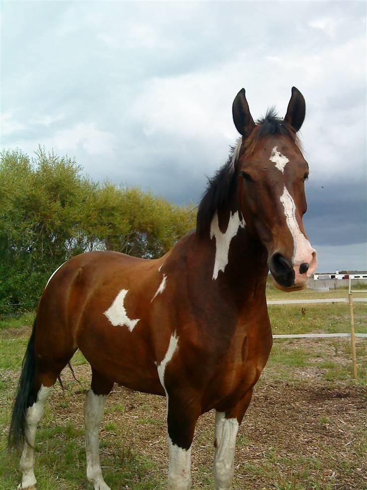 Barockpinto Whyomi billede 3