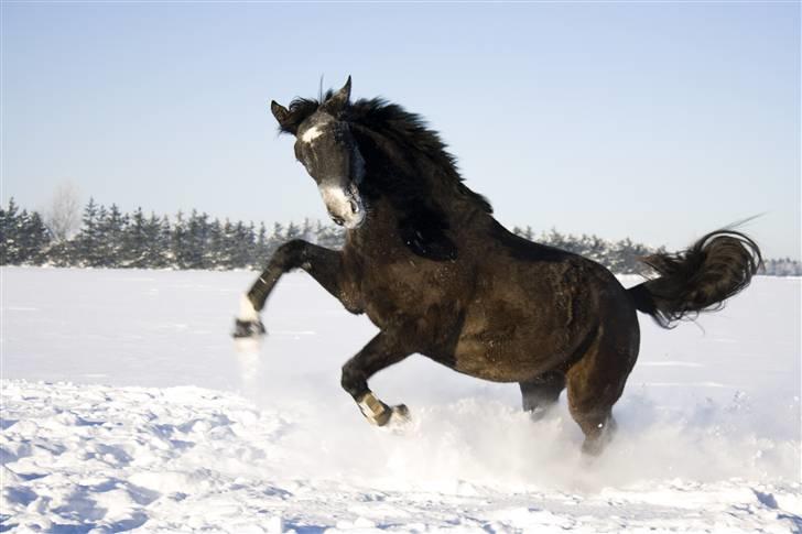 Anden særlig race Barnaby - velkommen til vildbassens profil :) billede 1