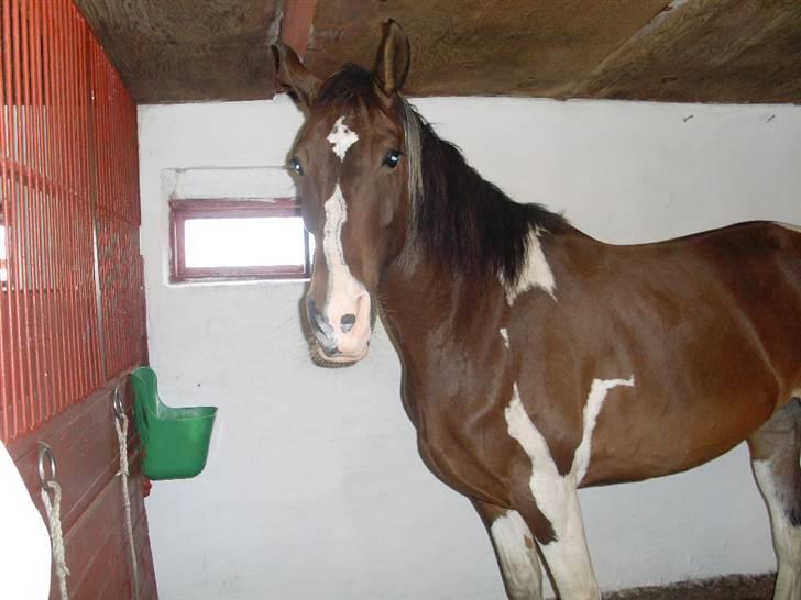 Barockpinto Whyomi billede 5