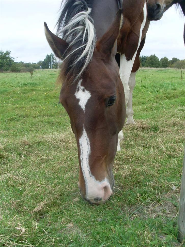 Barockpinto Whyomi billede 6