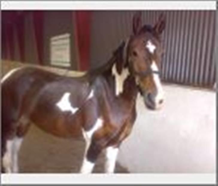 Barockpinto Whyomi billede 7