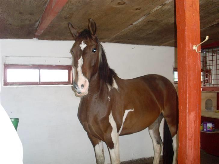 Barockpinto Whyomi billede 8