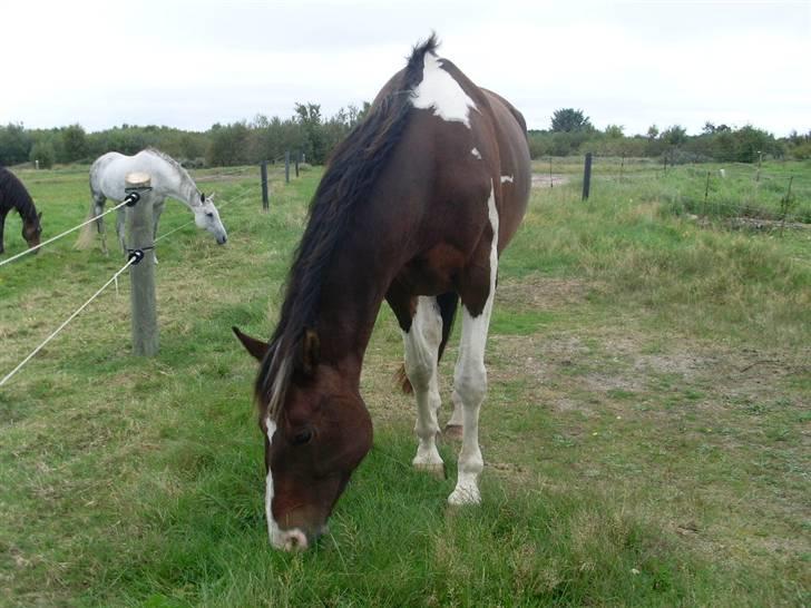 Barockpinto Whyomi billede 9