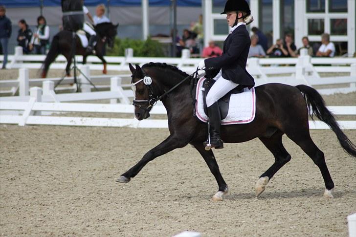 Welsh Mountain (sec A) Fakla Gerald A-pony  ¤Solgt¤ - A-finalen til DM 2o1o! :)
Fotograf: Horsepictures (Mie Winding) billede 17