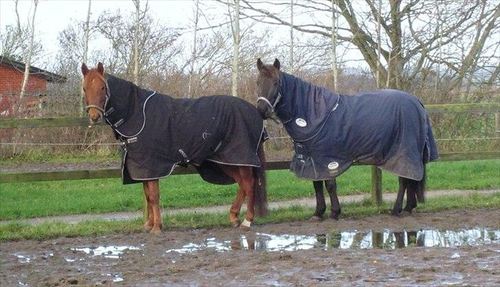 Anden særlig race Garnis - Hygge på folden med anton <3
November 2010 <3 billede 7