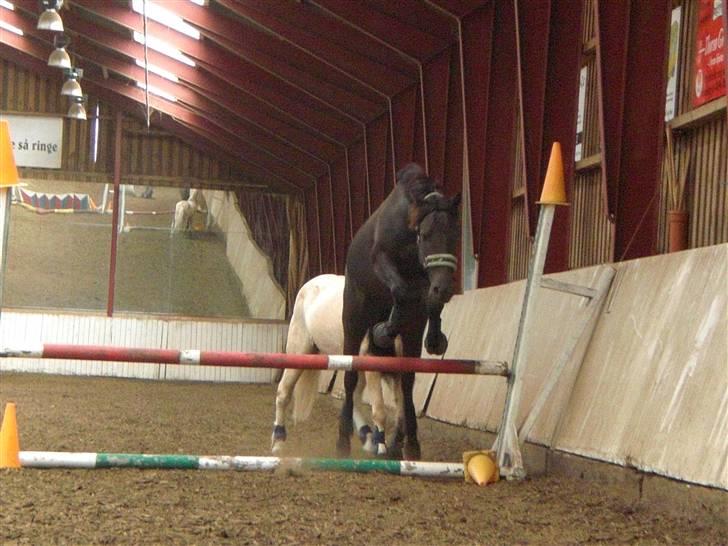 Anden særlig race Garnis - Garnis 75cm løsspring <3
Januar 2010 <3 billede 8