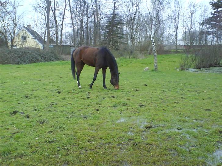 Trakehner Elpride (Solgt) - I vinters , på marken .  billede 3