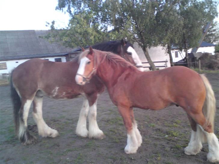 Irish Cob aidan billede 14