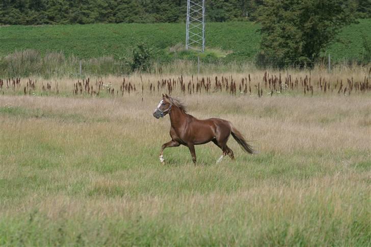 Welsh Pony (sec B) Bjerregårds Xenox  - Xenox der løber på folden :) billede 11