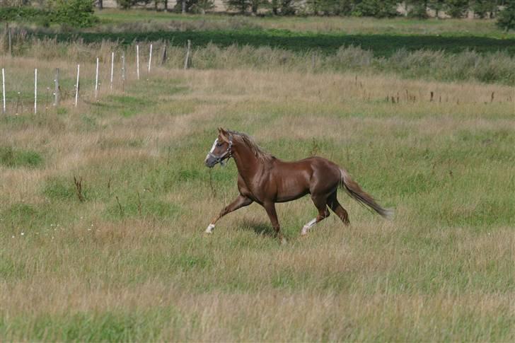 Welsh Pony (sec B) Bjerregårds Xenox  - Xenox der løber på folden :) billede 12