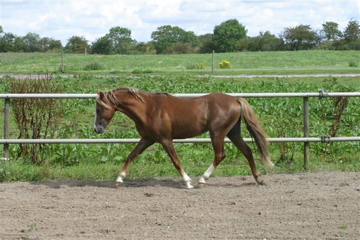 Welsh Pony (sec B) Bjerregårds Xenox  - Xenox der lunter nede på banen xD billede 13