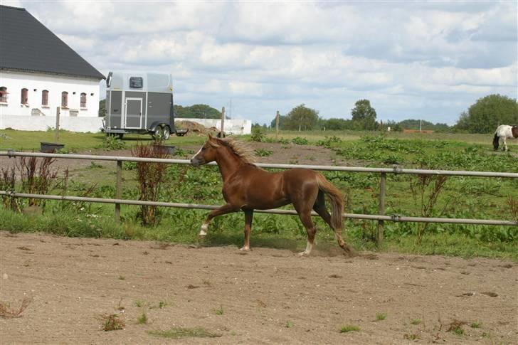 Welsh Pony (sec B) Bjerregårds Xenox  - Og lige lidt trav ;D billede 14